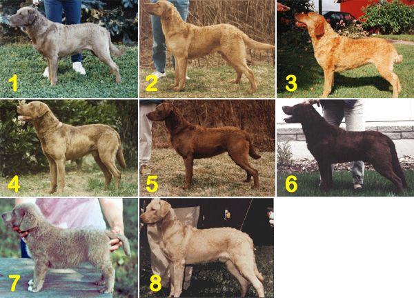 1 – tan (parkjas). 2- deadgrass (kulu). 3- sedge (lõikhein). 4 – light brown (helepruun). 5 – brown (pruun). 6 – dark brown (tumepruun). 7 – ash (tuhkhall). 8- light deadgrass (heledam kulu).