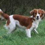 Kooikerhondje