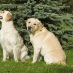 Labrador saab hästi läbi teiste koertega