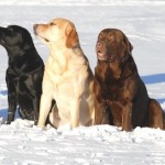 Labradore on kolme värvi - must, kollane, pruun