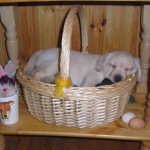 Labradori kutsikas Labradori kutsikas