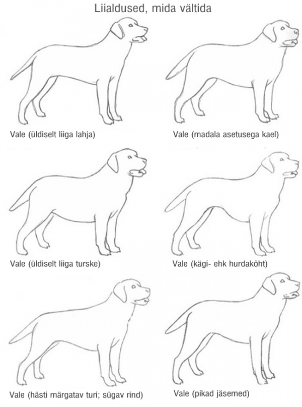 Высота взрослого лабрадора. Размер и вес щенка голден ретривера. Лабрадор ретривер рост в холке. Лабрадор ретривер рост в холке. Лабрадор средняя собака.
