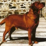 Wynfaul Tabasco Wynfaul Tabasco