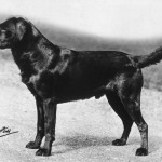 Labradori retriiver Bramshaw Bob