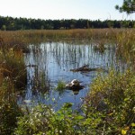 Tasemekatse okt.2011