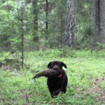 Royal Brown Cooper