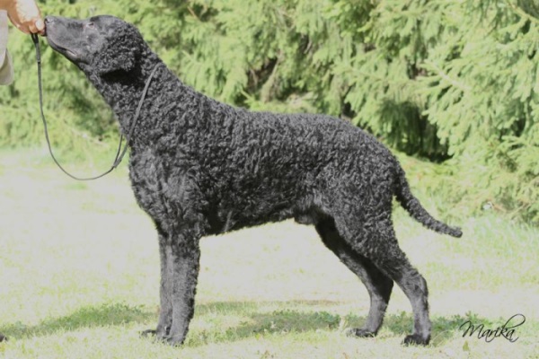 Curly Coated Retriever Gypsy's Soul Lludd