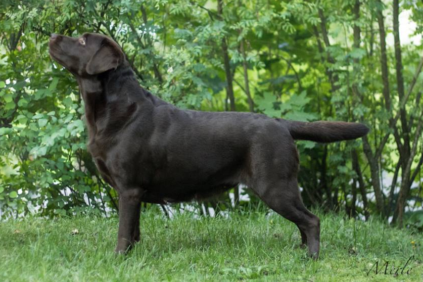 Labrador retriever Lady's Crew Delafee, picture Merle Holmberg